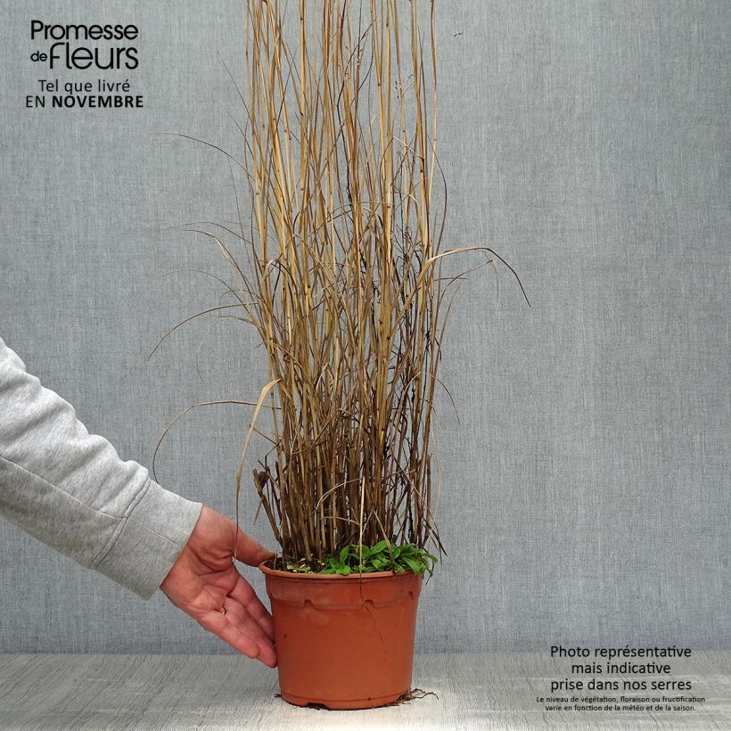 Example of Panicum virgatum Heavy Metal - Ruten-Hirse Topf mit 2L/3L as you get in automne