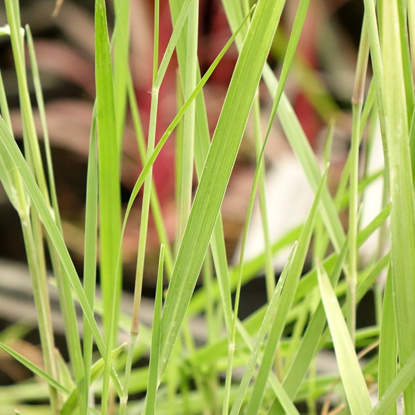 Panicum virgatum Heiliger Hain - Ruten-Hirse (Foliage)