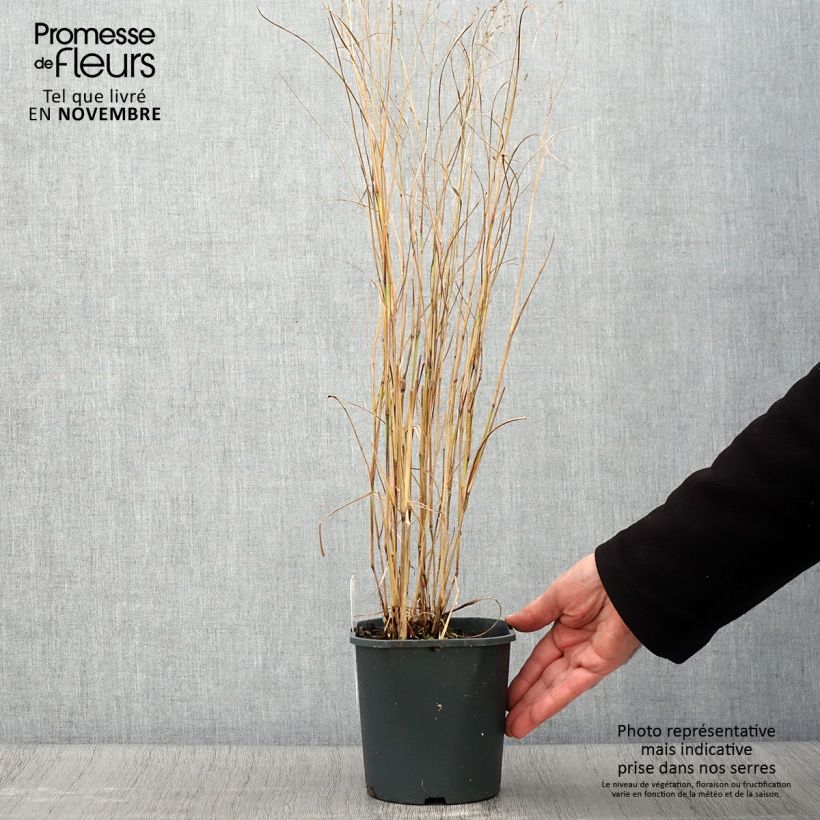 Example of Panicum virgatum Heiliger Hain - Ruten-Hirse Topf mit 2L/3L as you get in automne