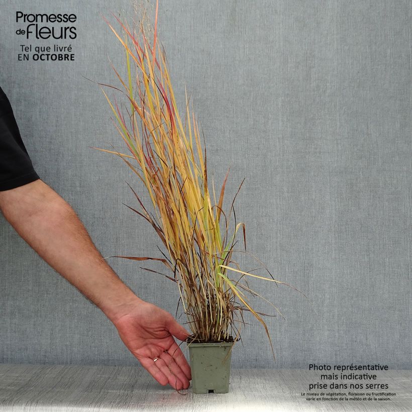Example of Panicum virgatum Hot Rod - Ruten-Hirse Kleine Töpfe von 8/9 cm as you get in automne