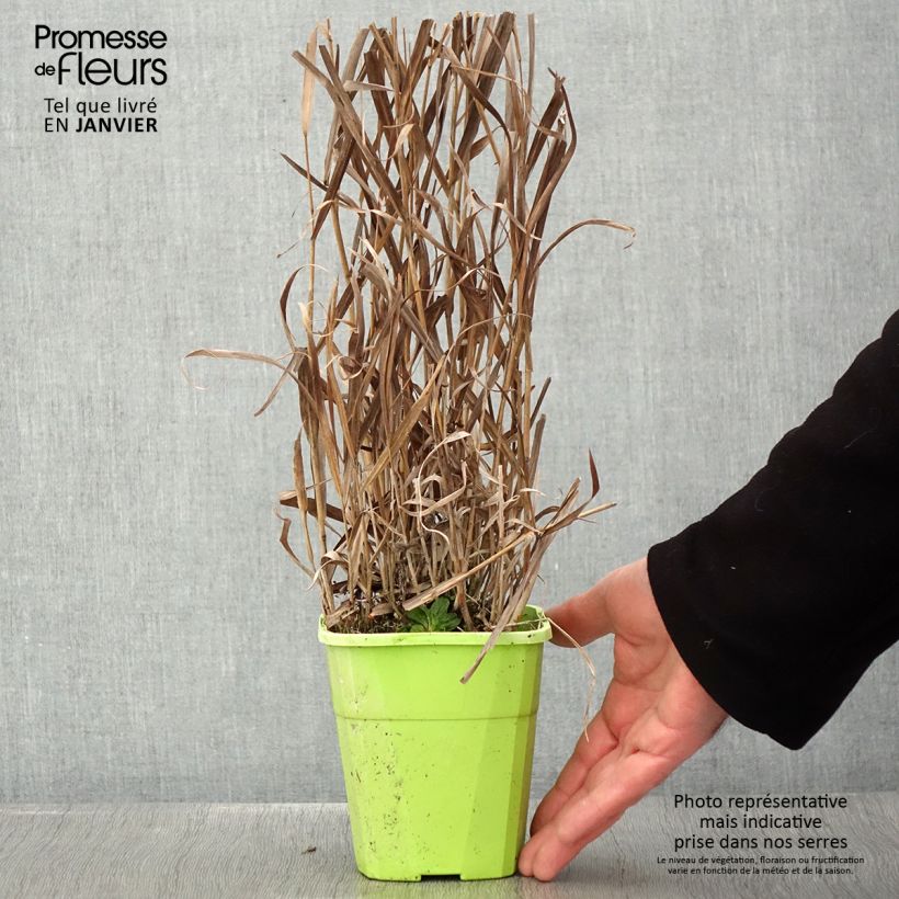 Example of Panicum virgatum Hot Rod - Ruten-Hirse Topf mit 1,5L/2L as you get in hiver