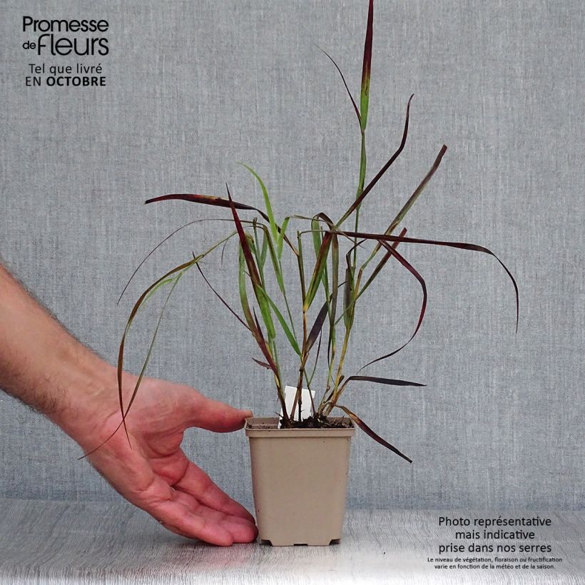 Example of Panicum virgatum Kulsenmoor - Ruten-Hirse Kleine Töpfe von 8/9 cm as you get in automne