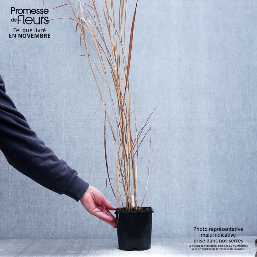 Example of Panicum virgatum Northwind - Ruten-Hirse Topf mit 2L/3L as you get in automne