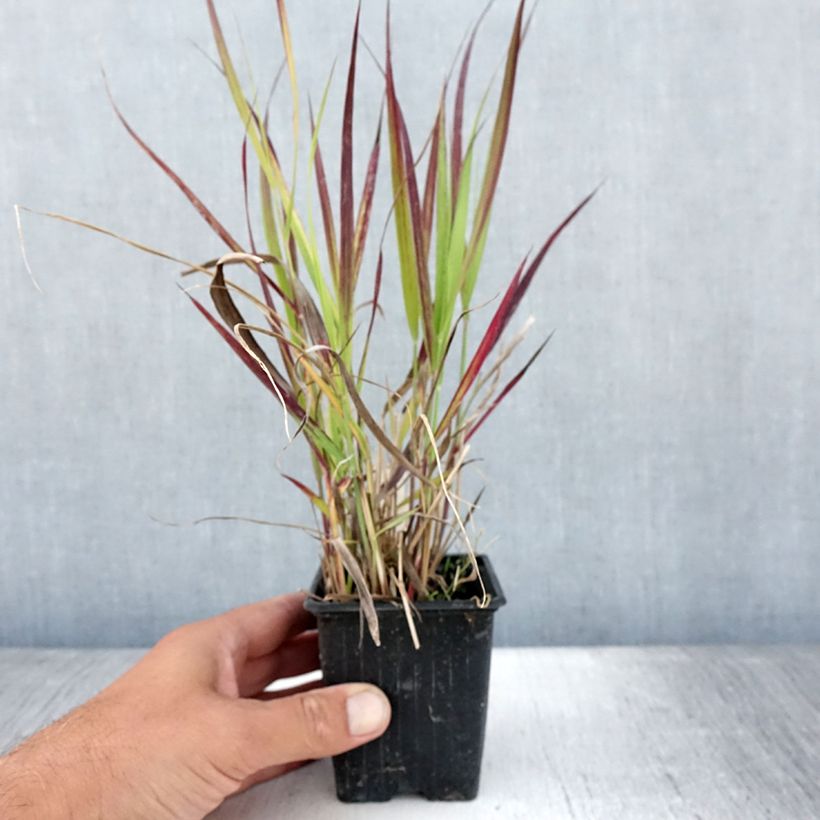 Example of Panicum virgatum Oxblood Autumn - Ruten-Hirse Kleine Töpfe von 8/9 cm as you get in ete