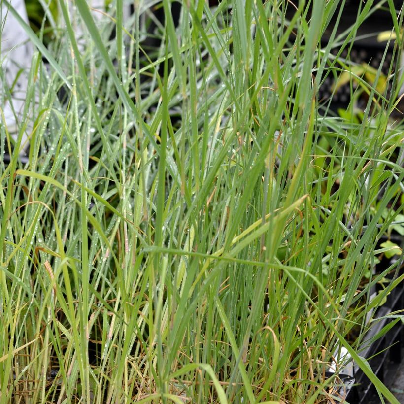 Panicum virgatum Prairie Sky - Ruten-Hirse (Foliage)