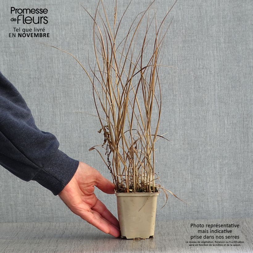 Example of Panicum virgatum Prairie Sky - Ruten-Hirse Kleine Töpfe von 8/9 cm as you get in automne