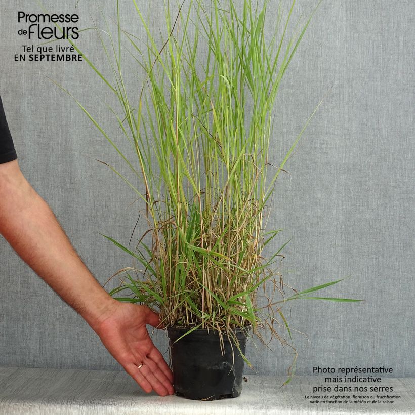 Example of Panicum virgatum Prairie Sky - Ruten-Hirse Topf mit 2L/3L as you get in ete
