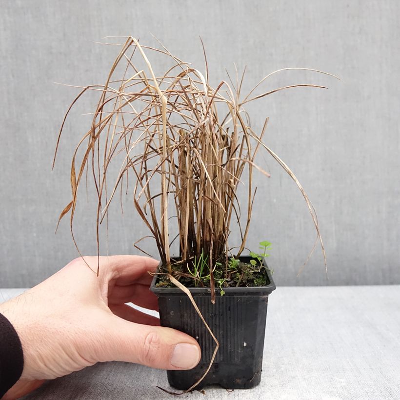 Exemplar von Panicum virgatum Purple Tears - Ruten-Hirse Kleine Töpfe von 8/9 cm wie im Winter geliefert
