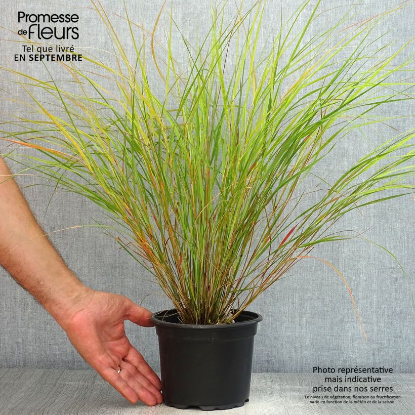 Example of Panicum virgatum Rehbraun - Ruten-Hirse Topf mit 2L/3L as you get in ete