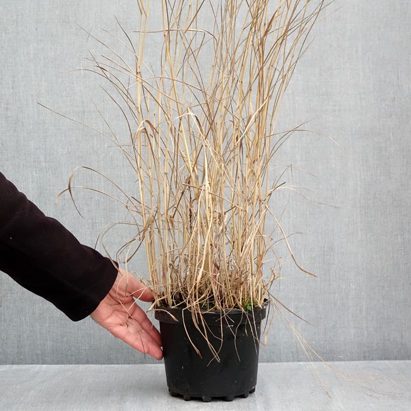 Exemplar von Panicum virgatum Rehbraun - Ruten-Hirse Topf mit 2L/3L wie im Herbst geliefert