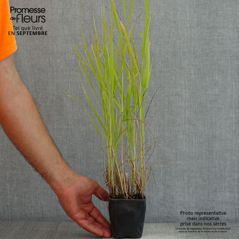 Example of Panicum virgatum Rotstrahlbusch - Ruten-Hirse Kleine Töpfe von 8/9 cm as you get in ete