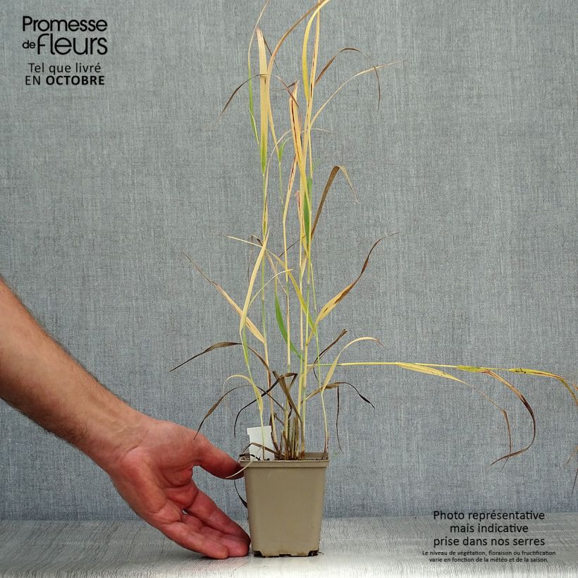 Example of Panicum virgatum Sangria - Ruten-Hirse Kleine Töpfe von 8/9 cm as you get in automne