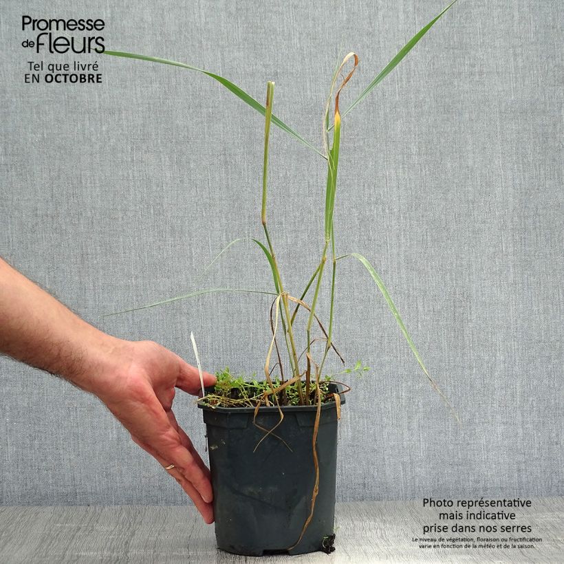 Example of Panicum virgatum Sangria - Ruten-Hirse Topf mit 2L/3L as you get in automne