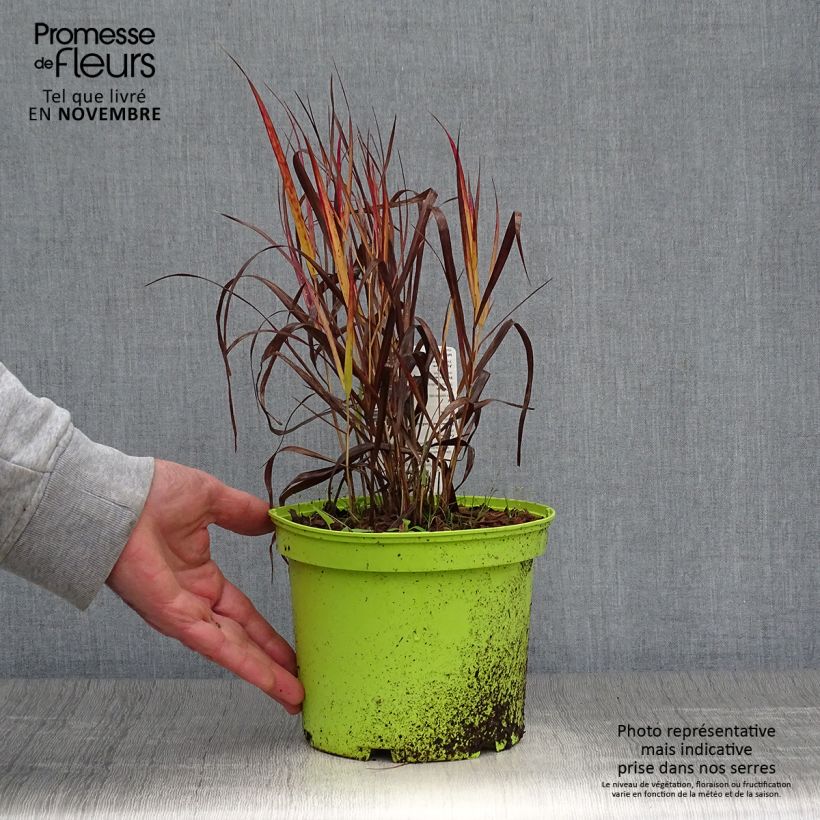 Example of Panicum virgatum Shenandoah - Ruten-Hirse Topf mit 2L/3L as you get in automne