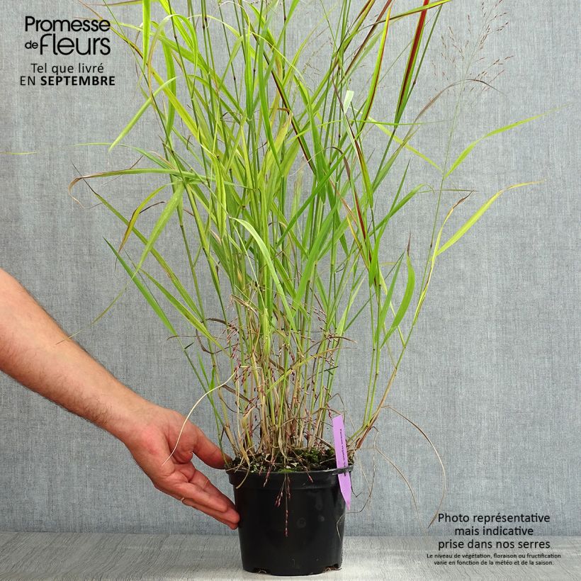 Example of Panicum virgatum Squaw - Ruten-Hirse Topf mit 2L/3L as you get in ete