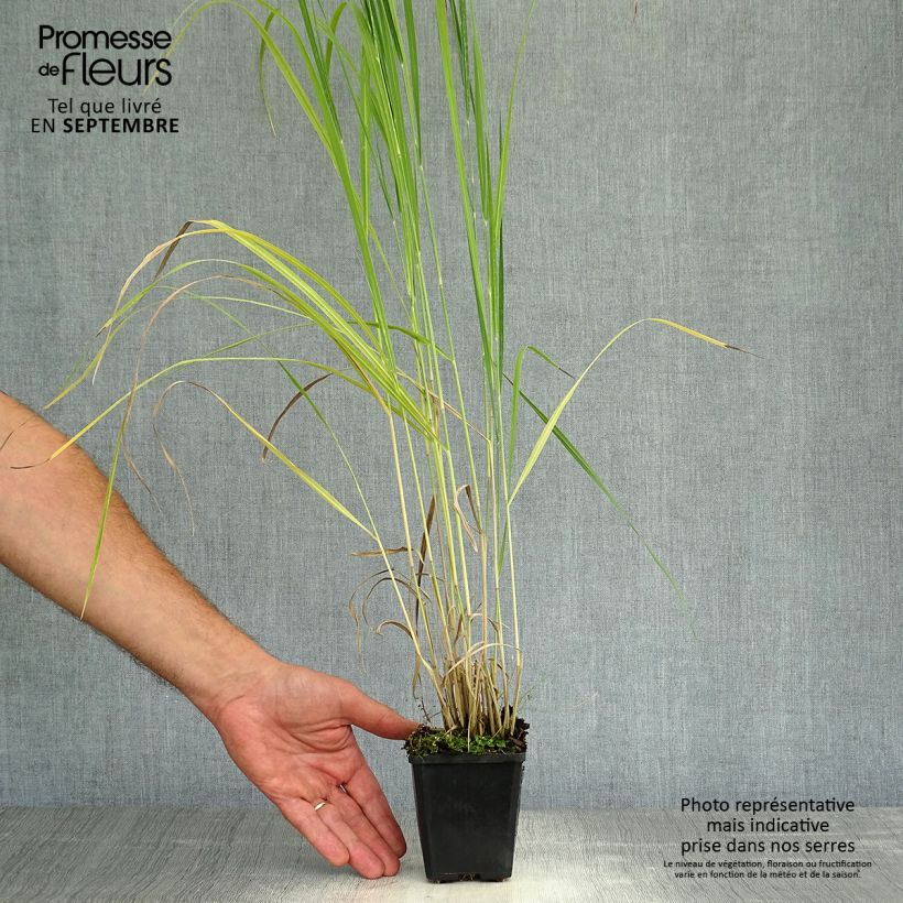 Example of Panicum virgatum Thundercloud - Ruten-Hirse Kleine Töpfe von 8/9 cm as you get in automne