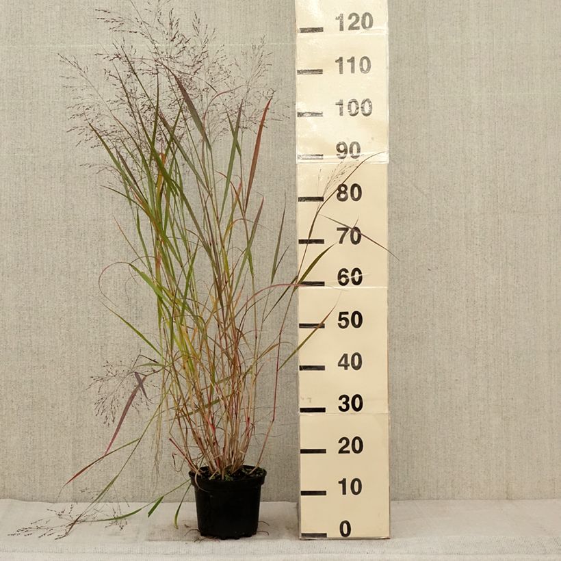 Example of Panicum virgatum Warrior - Ruten-Hirse Topf mit 2L/3L as you get in automne