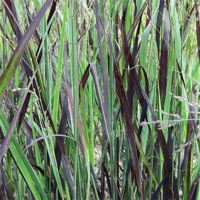 Panicum virgatum Blue Darkness - Ruten-Hirse (Foliage)