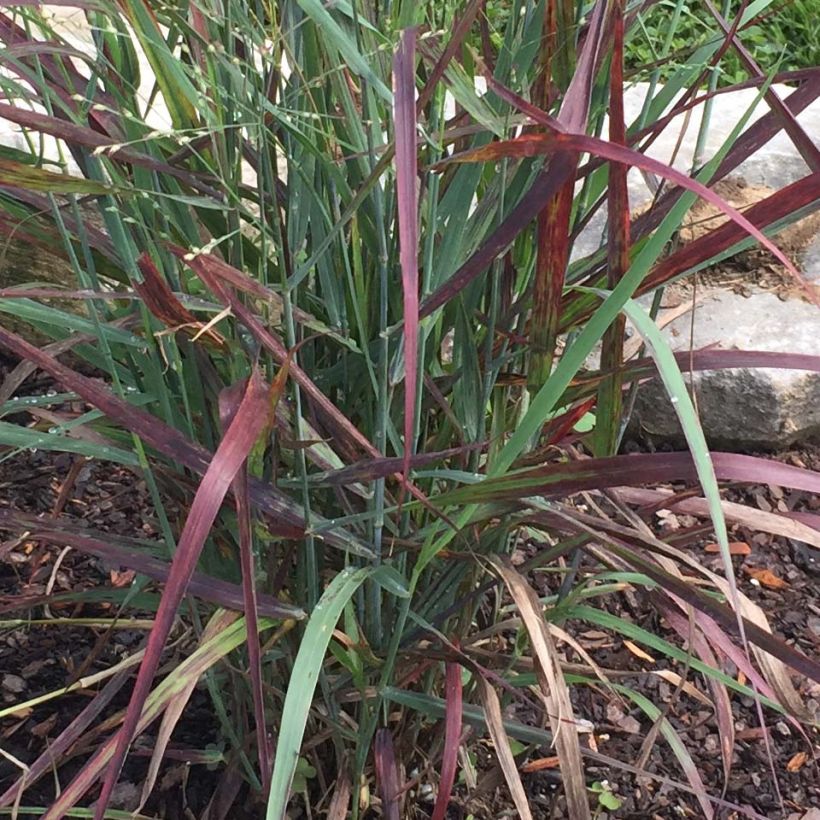Panicum virgatum Hot Rod - Ruten-Hirse (Foliage)