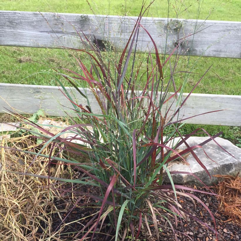 Panicum virgatum Hot Rod - Ruten-Hirse (Plant habit)