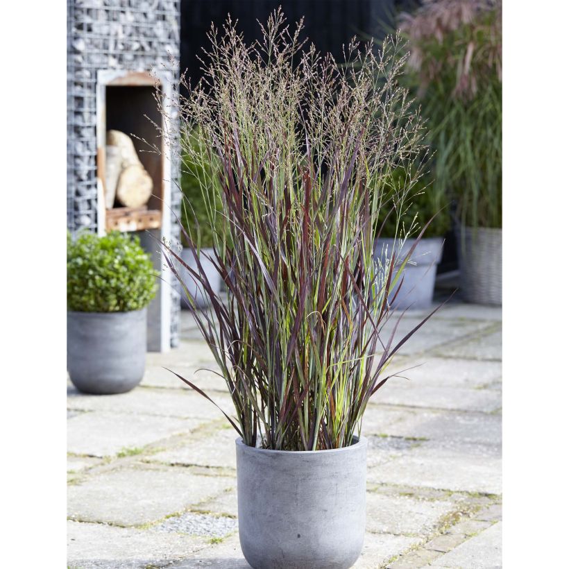 Panicum virgatum Purple Breeze - Ruten-Hirse (Plant habit)
