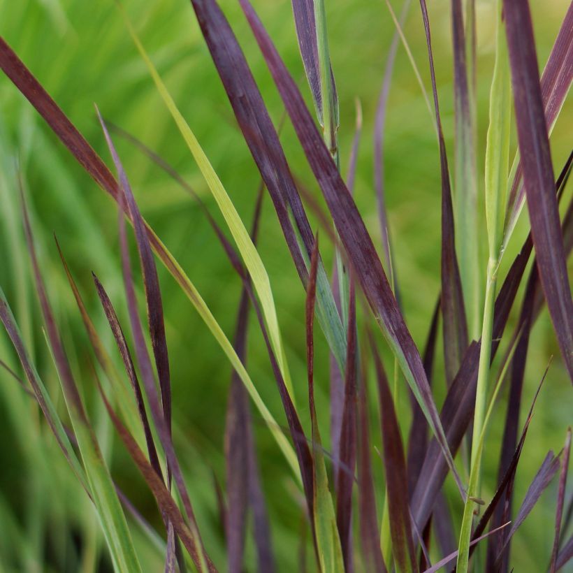 Panicum virgatum Purple Breeze - Ruten-Hirse (Foliage)