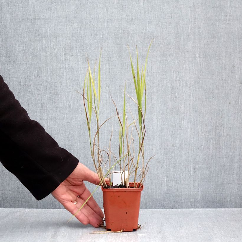 Exemplar von Panicum virgatum Purple Breeze - Ruten-Hirse Kleine Töpfe von 8/9 cm wie im Herbst geliefert