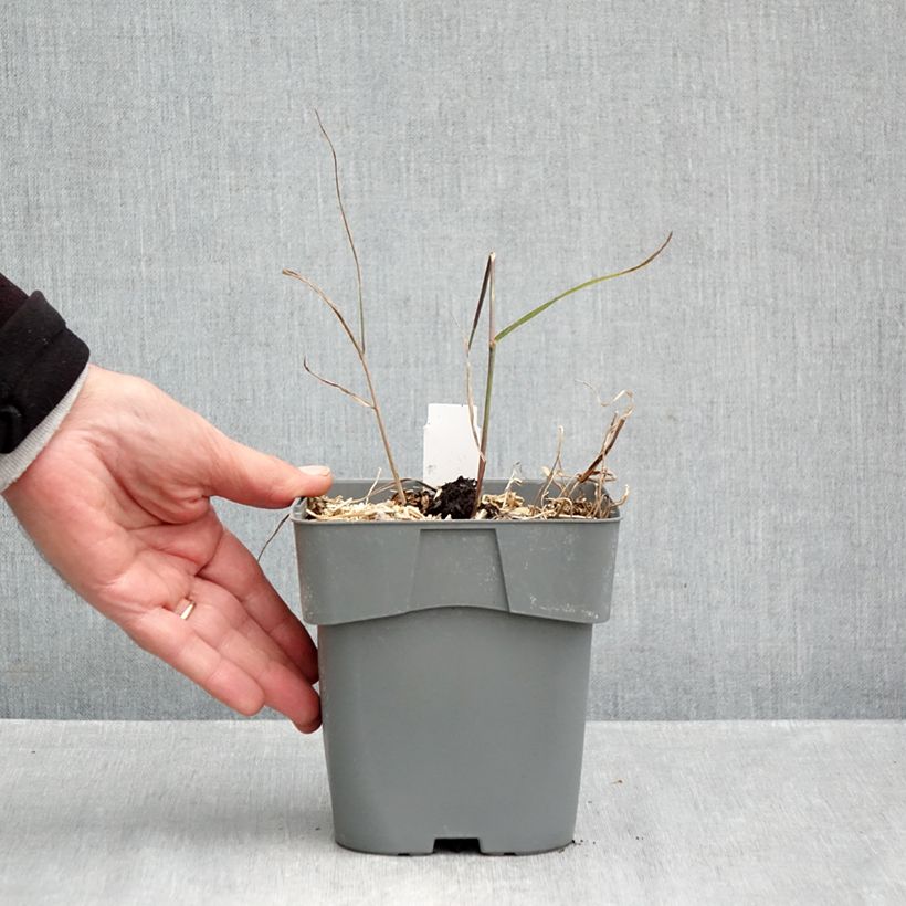Exemplar von Panicum virgatum Purple Breeze - Ruten-Hirse Topf mit 3L/4L wie im Herbst geliefert