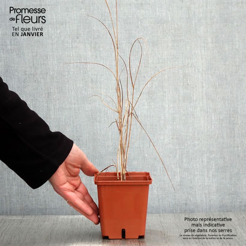 Example of Panicum virgatum Purple Breeze - Ruten-Hirse Topf mit 1L/1,5L as you get in hiver