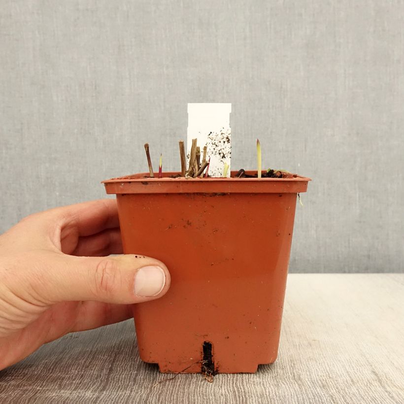 Exemplar von Panicum virgatum Purple Breeze - Ruten-Hirse Topf mit 3L/4L wie im Frühjahr geliefert