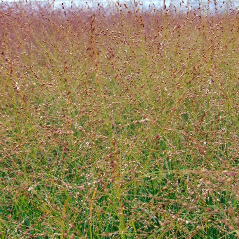 Panicum virgatum Rotstrahlbusch - Ruten-Hirse (Flowering)