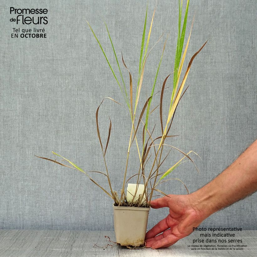 Example of Panicum virgatum Squaw - Ruten-Hirse Kleine Töpfe von 8/9 cm as you get in automne
