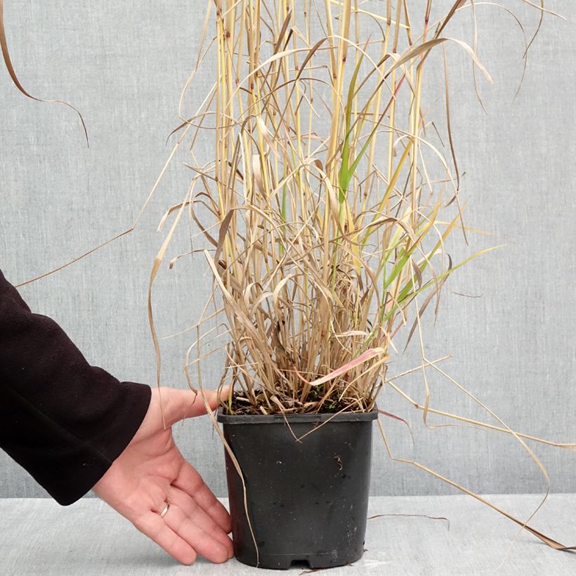 Exemplar von Panicum virgatum Squaw - Ruten-Hirse Topf mit 2L/3L wie im Herbst geliefert