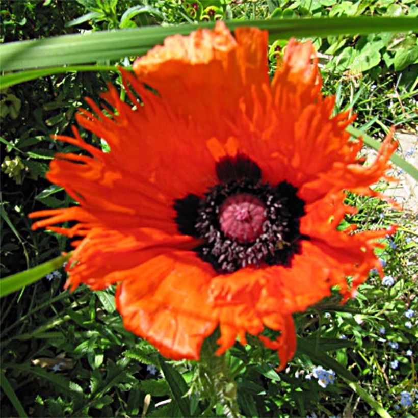 Orientalischer Mohn Curlilocks - Papaver orientale (Flowering)