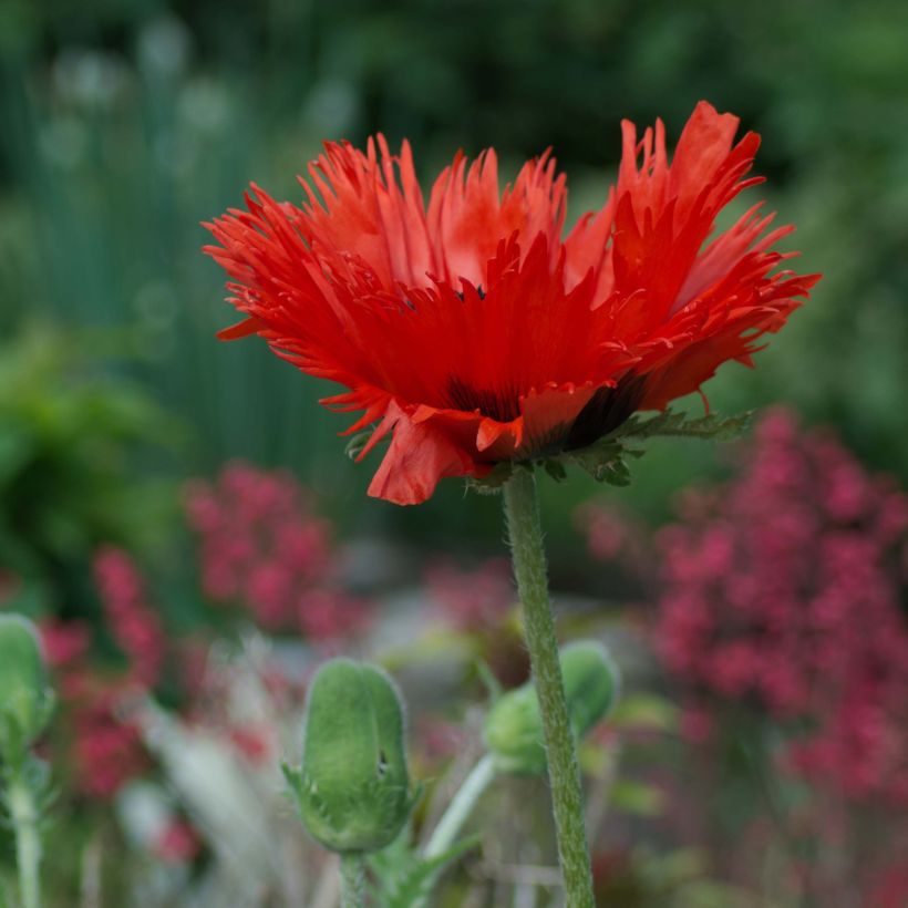 Orientalischer Mohn Curlilocks - Papaver orientale (Plant habit)