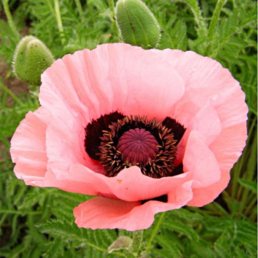 Orientalischer Mohn Helen Elisabeth - Papaver orientale (Flowering)