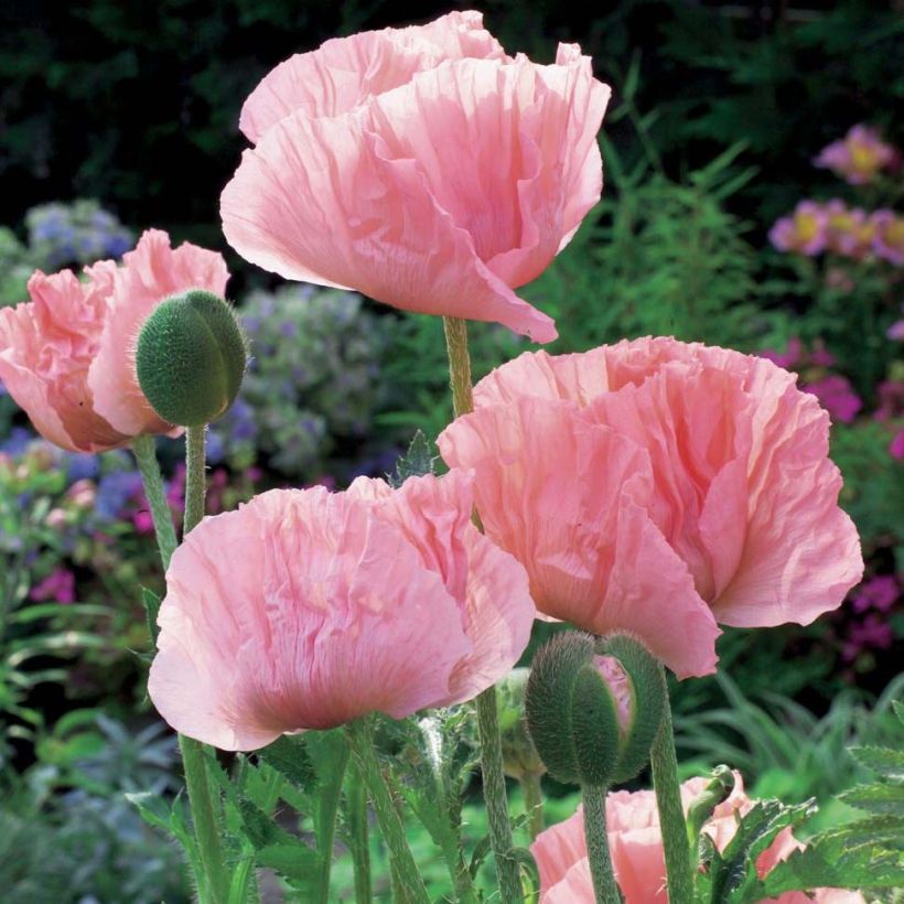 Orientalischer Mohn Helen Elisabeth - Papaver orientale (Plant habit)