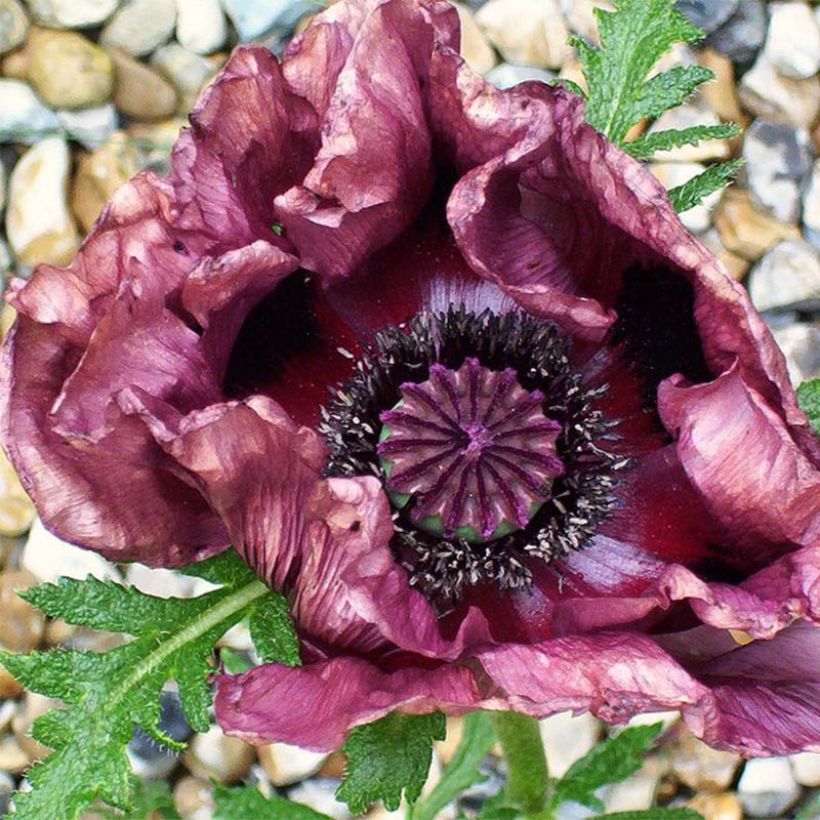 Orientalischer Mohn Patty's Plum - Papaver orientale (Flowering)