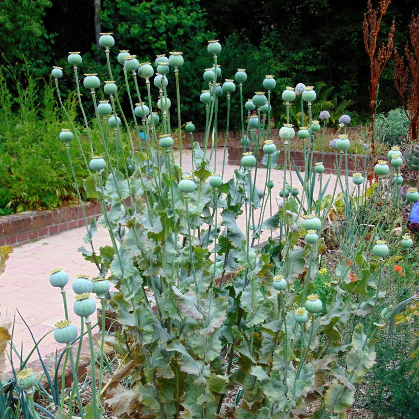 Schlaf-Mohn nigrum - Papaver somniferum (Plant habit)