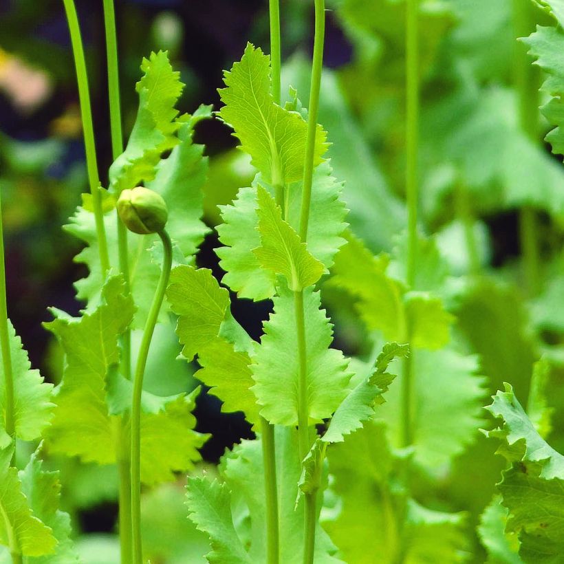 Schlaf-Mohn nigrum - Papaver somniferum (Foliage)