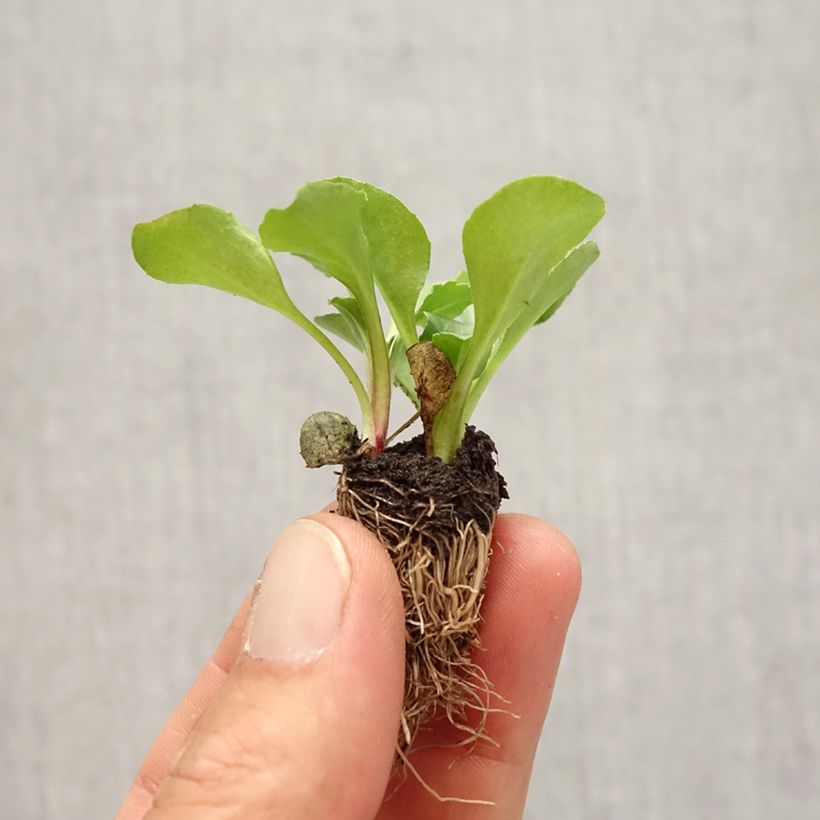Example of Bellis perennis Tasso - Gänseblümchen Mini-Plug: Plug 2,2 cm x 2 cm in Anzuchtplatte à 35 Stück as you get in automne
