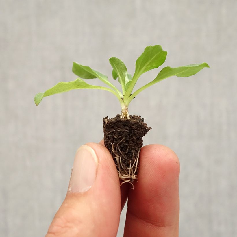 Example of Bellis perennis Tasso - Gänseblümchen Mini-Plug Ø 3/4 cm as you get in automne