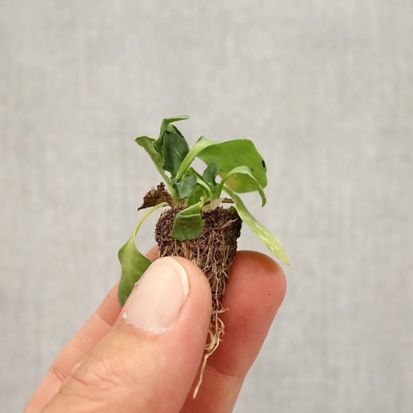 Example of Bellis perennis Tasso Strawberries & Cream - Gänseblümchen Mini-Plug: Plug 2,2 cm x 2 cm in Anzuchtplatte à 35 Stück as you get in automne