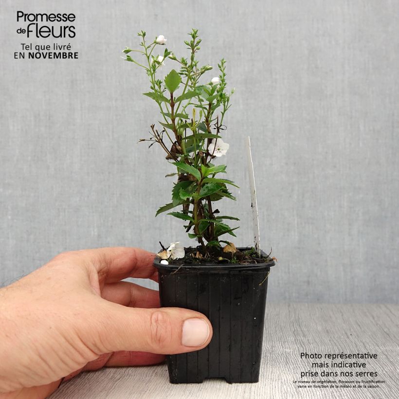 Example of Parahebe catarractae Avalanche - Parahebe Kleine Töpfe von 8/9 cm as you get in automne