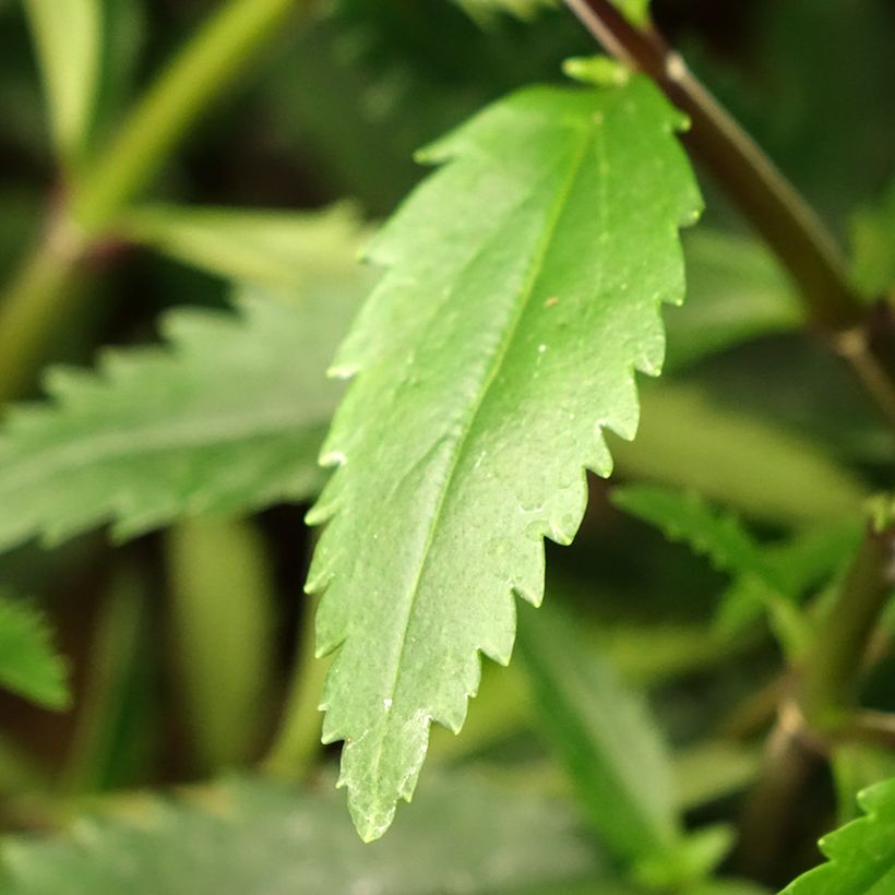 Parahebe catarractae Avalanche - Parahebe (Foliage)