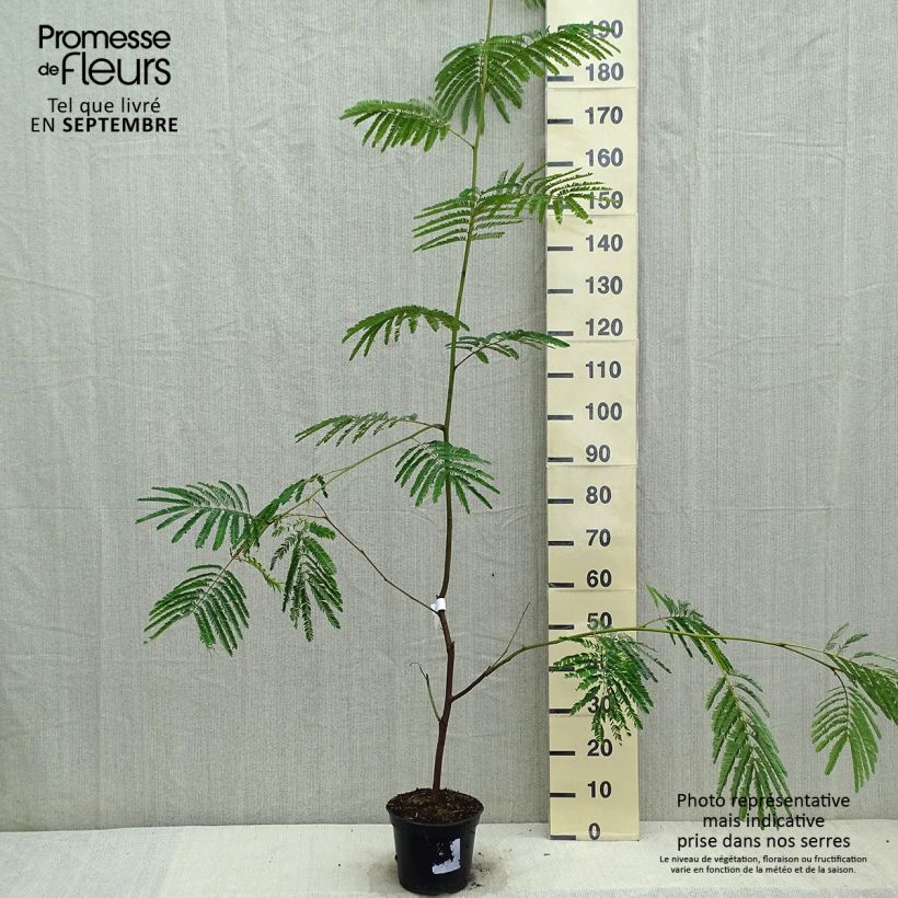 Example of Paraserianthes lophantha - Cape Leeuwin Akazie Topf mit 4L/5L as you get in automne
