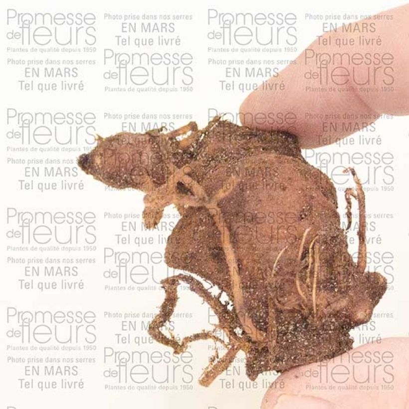 Example of Paris polyphylla - Einbeere Zwiebel as you get