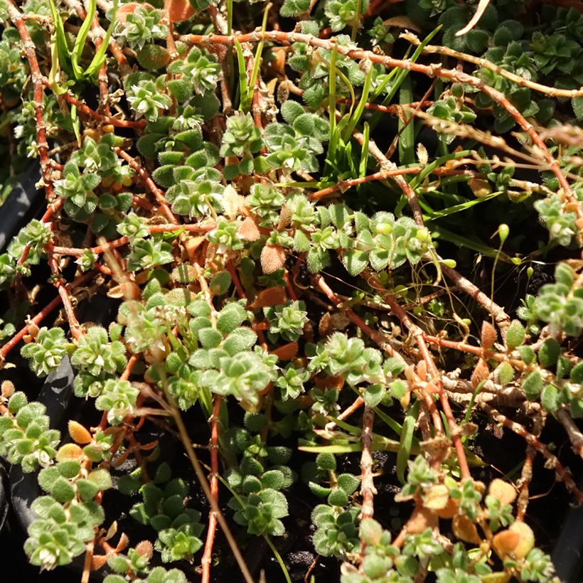 Paronychia kapela subsp. serpyllifolia - Mauermiere (Foliage)