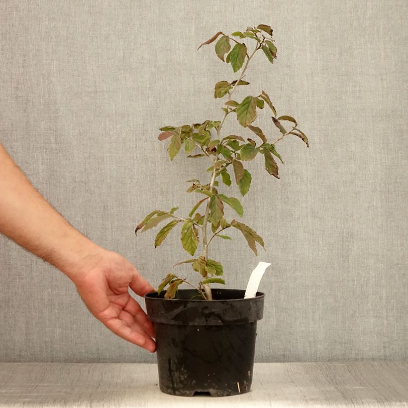 Example of Eisenbaum Bella - Parrotia persica Topf mit 3L/4L as you get in ete