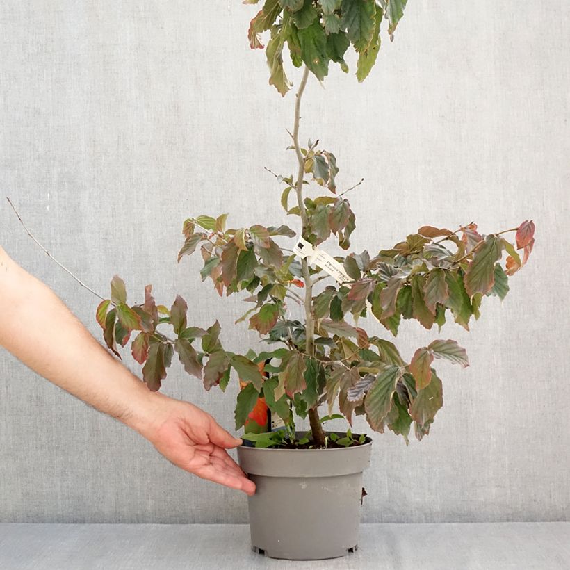 Example of Eisenbaum Burgundy - Parrotia persica Topf mit 4L/5L as you get in ete